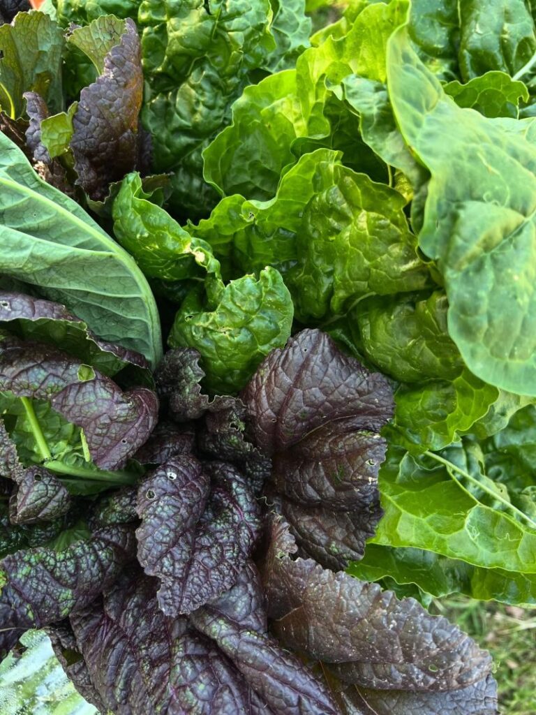 Piket Bo Berg farmers Market 5 768x1024